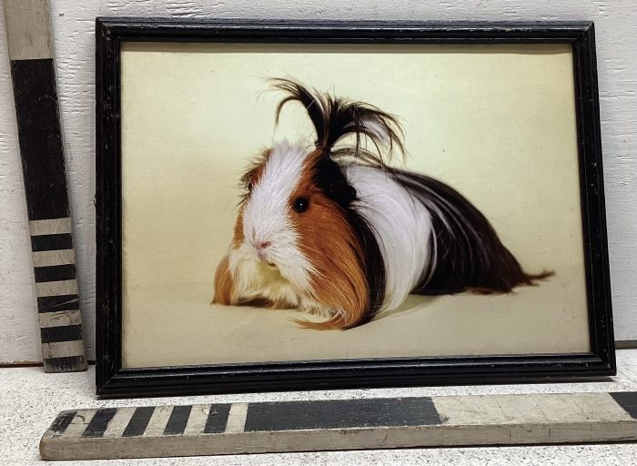 Photograph of Guinea Pig