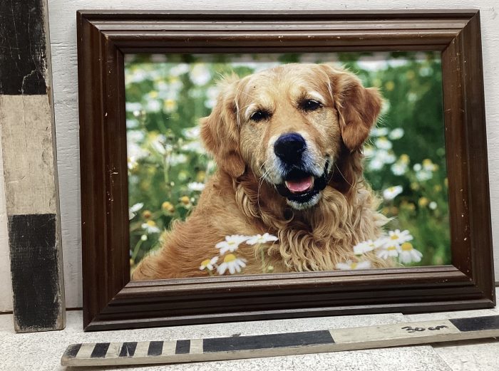 Photograph of Golden Retriever
