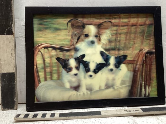 Photo of a Chihuahua and its babies