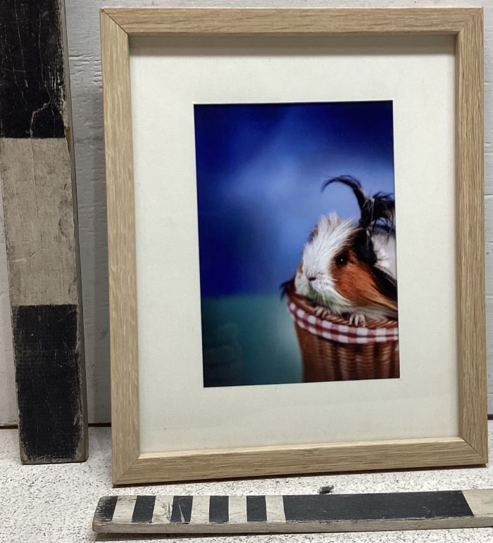 Photo guinea pig