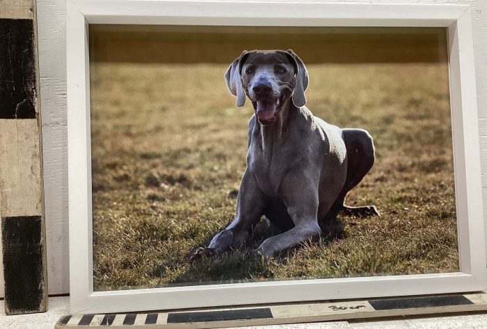 Photo of Weimaraner dog