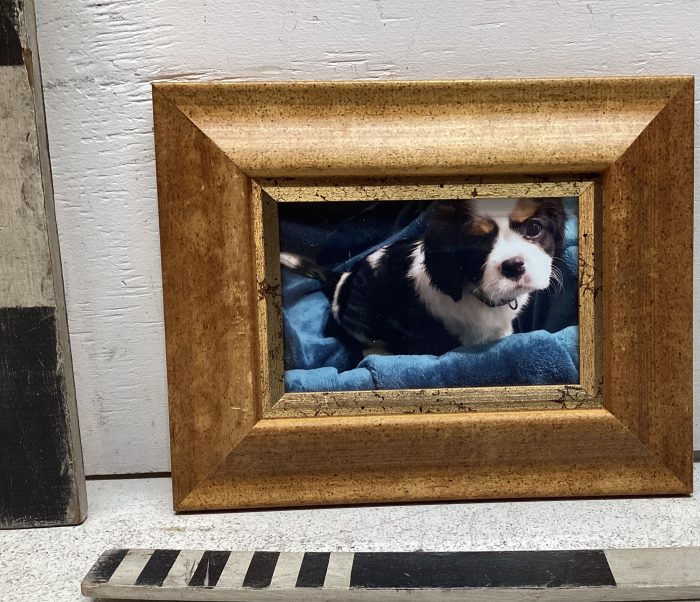 Photo of puppy