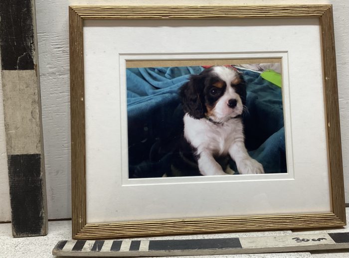 Photo of puppy