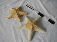 Shells Starfish